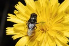 musca golosonas #2 musca golosonas #2