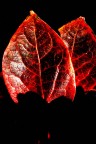 Autunno_06 Autunno_06