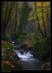 Nel bosco Nel bosco