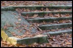 Foglie in Autunno Foglie in Autunno