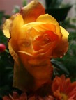 il volto in fiore il volto in fiore