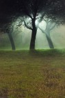 Entit� di luce che nelle notti di nebbia si nascondono tra gli alberi