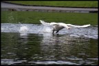 Corsa del cigno Corsa del cigno