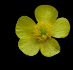 Esperimenti in giallo nero