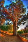Albero secolare Albero secolare