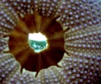 Binocoli stralunati Binocoli stralunati