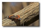 vanessa plana vanessa plana