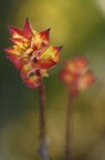 rosso e giallo rosso e giallo