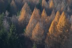 Larici in autunno Larici in autunno
