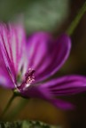 qualcosa di viola