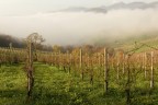 Vigne di Scanzo Vigne di Scanzo