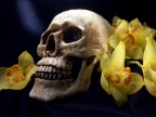 natura morta natura morta