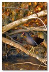 Gallinella d'autunno Gallinella d'autunno