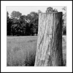 Torino, Parco Della Mandria - Maggio 2004
Nikon F3HP, Nikkor 50mm AI, Ilford FP4 Plus 125. 1/1000@f/4. Su tripod Manfrotto.