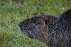 Nutria - Myocastor coypus