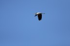 Il mio primo cormorano Il mio primo cormorano