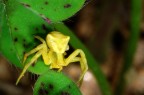 ragnetto giallo ragnetto giallo