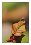 mosca impicciona mosca impicciona