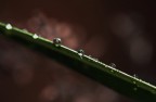 l'equilibrio della natura