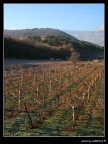 Vigneto Vigneto