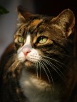 Felinità Felinità