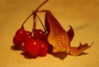 colori d'autunno colori d'autunno