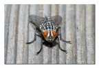 Mosca in gessato Mosca in gessato