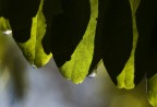 goccia di luce