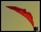 Una pennellata di rosso! Una pennellata di rosso!