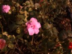 fiore fiore