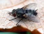 the fly the fly