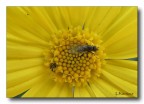 Yellow Yellow