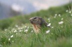 MARMOTTA 1 - SESTRIERE MARMOTTA 1 - SESTRIERE