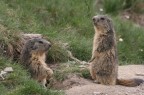MARMOTTA 2 - SESTRIERE MARMOTTA 2 - SESTRIERE