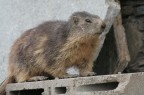 MARMOTTA 4 - SESTRIERE MARMOTTA 4 - SESTRIERE