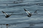 volo radente volo radente
