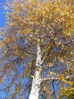 Autunno Autunno
