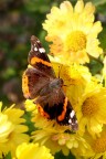 Vanessa Atalanta Vanessa Atalanta