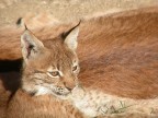 linx 2 linx 2