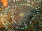 Spirografo o Bersaglio? Spirografo o Bersaglio?