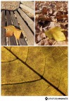 Foglie  d'autunno#1
