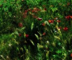 flowers 2 flowers 2