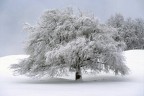 la prima neve la prima neve