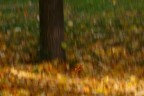 Panning su foglia Panning su foglia
