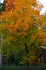 Autunno 1 Autunno 1