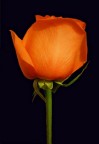 rosa rosa