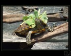 Tortuga Tortuga