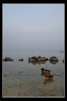 Garda ducks Garda ducks