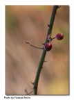 Rosa canina Rosa canina