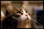 Occhi di gatto Occhi di gatto